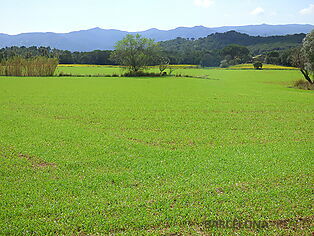 Country house for sale in Santa Cristina de Aro (Costa Brava). Rustic property 14 Ha